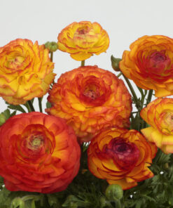 Ranunculus Bicolor Fire