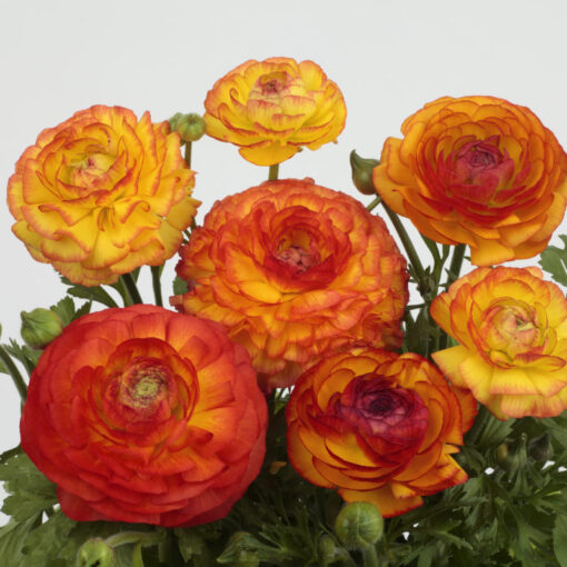 Ranunculus Bicolor Fire