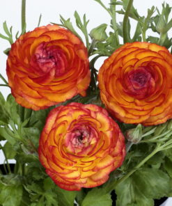 Alternative view of Ranunculus Bicolor Fire F1 seeds hybrid pack of 18-20 seeds Imported