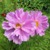 Cosmos Fizzy Pink