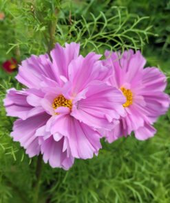 Cosmos Fizzy Pink