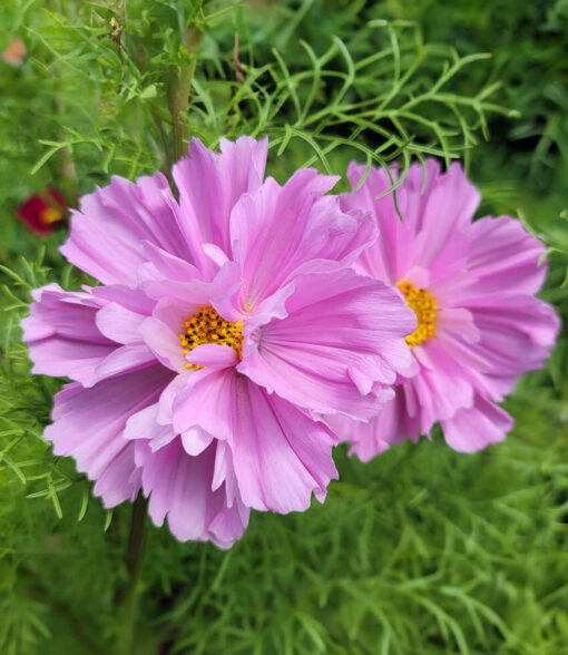 Cosmos Fizzy Pink