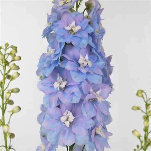 Delphinium Elatum Delphina Light Blue