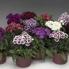dianthus barbarani mix