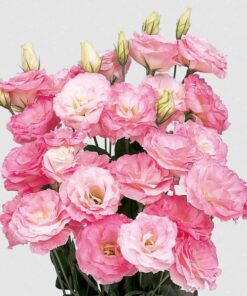 lisianthus mariachi misty pink