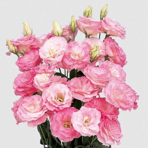 lisianthus mariachi misty pink