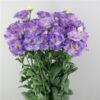 lisianthus reina blue flash