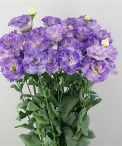 lisianthus reina blue flash