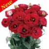 Lisianthus Rosita 3 Red