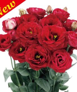 Lisianthus Rosita 3 Red