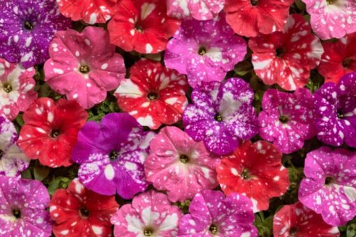 Petunia Nana Dot Star