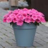 Petunia Easy Wave Pink Cosmo