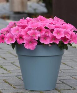 Petunia Easy Wave Pink Cosmo