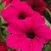 Petunia Tidal Wave Cherry