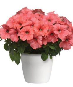 Petunia Tritunia Salmon