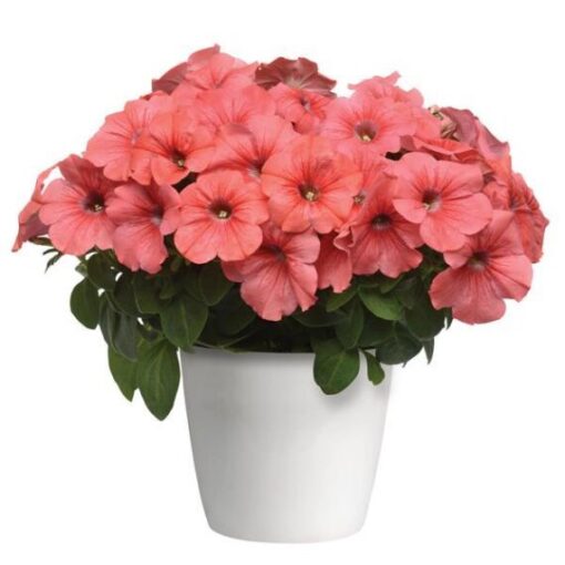 Petunia Tritunia Salmon