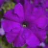 Petunia Violet