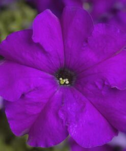 Petunia Violet