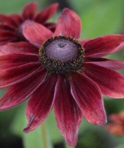 rudbeckia hirta cherry