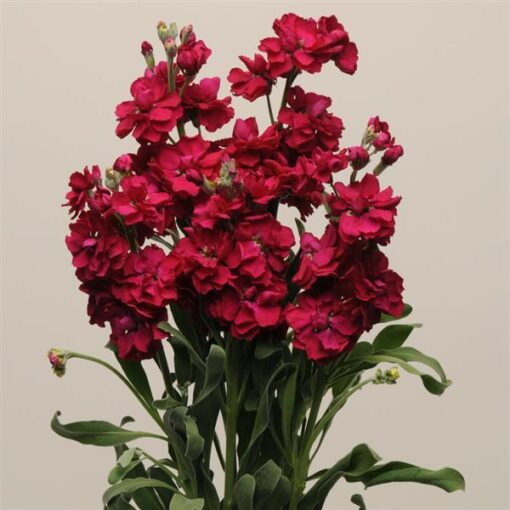 Stock Ruby