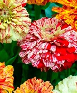 Zinnia Peppermint
