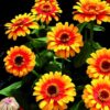 Zinnia Zowie Yellow Flame