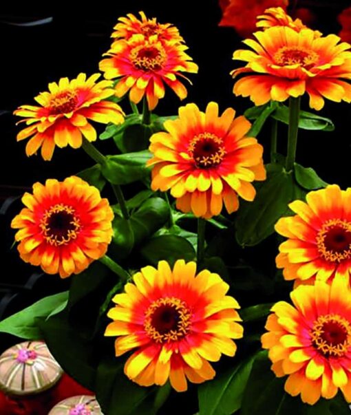 Zinnia Zowie Yellow Flame