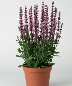 Salvia Superba Merleu Rose