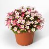 Saxifraga Arendsii Lofty Pink