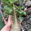 adenium mammoth