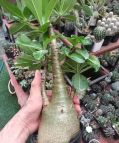 adenium mammoth