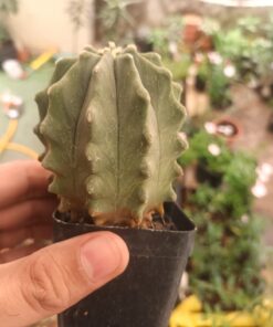 Ferocactus Glaucescens Inermis cactus plant
