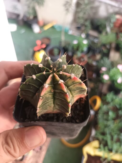 Gymnocalycium Variegated