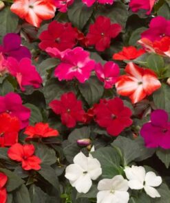 impatiens imara