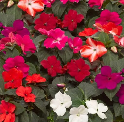 impatiens imara