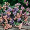 Limonium Pastel Shades