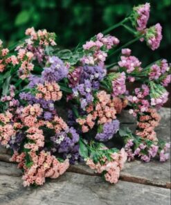 Limonium Pastel Shades