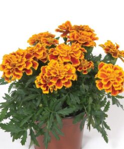 marigold durango bee