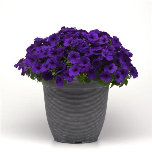 petunia e3 easy wave blue