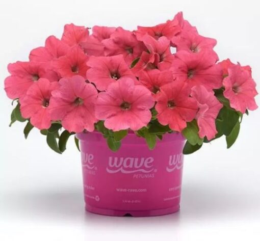 petunia e3 easy wave coral