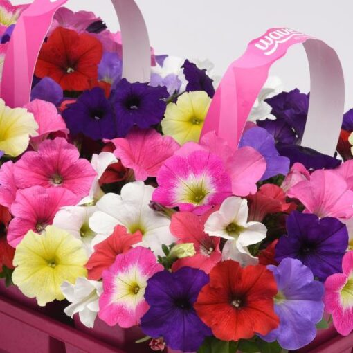 petunia e3 easy wave mix