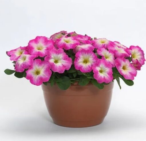 petunia e3 easy wave rosemorn