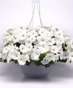 petunia e3 easy wave white