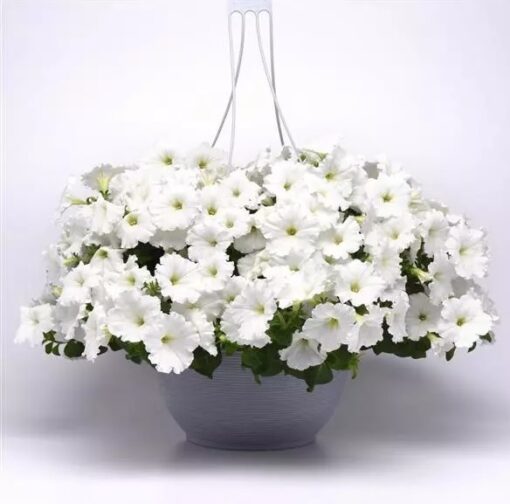 petunia e3 easy wave white