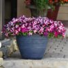 petunia easy wave burgundy star
