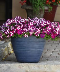 petunia easy wave burgundy star