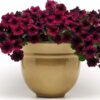 Petunia Easy Wave Burgundy Velour