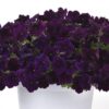 Petunia Easy Wave Navy Vellour