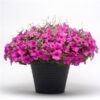 Petunia Easy Wave Neon Rose