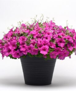 Petunia Easy Wave Neon Rose
